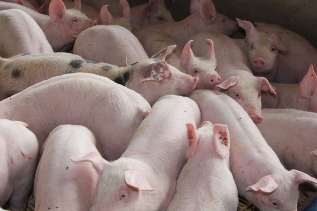 Itália: Carne suína enriquecida com Ômega 3 é realidade na indústria