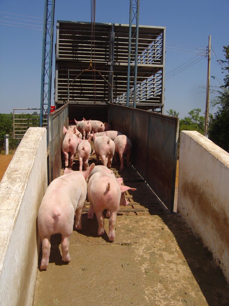 Medidas de biossegurança para conter a entrada de doenças nas unidades de produção