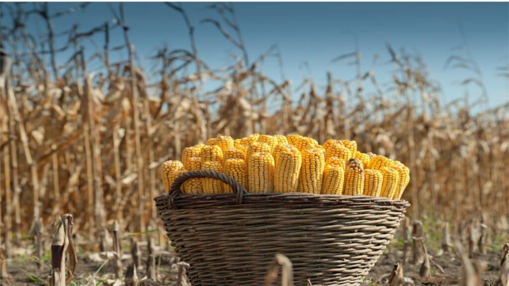 Colheita de milho em MT atinge fase final com rentabilidade comprometida