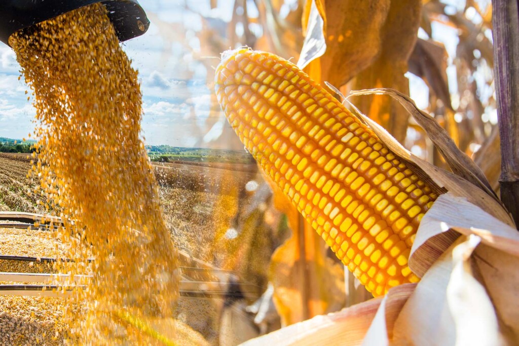 Deral aumenta projeção de colheita de milho de inverno e de trigo para 2022/23