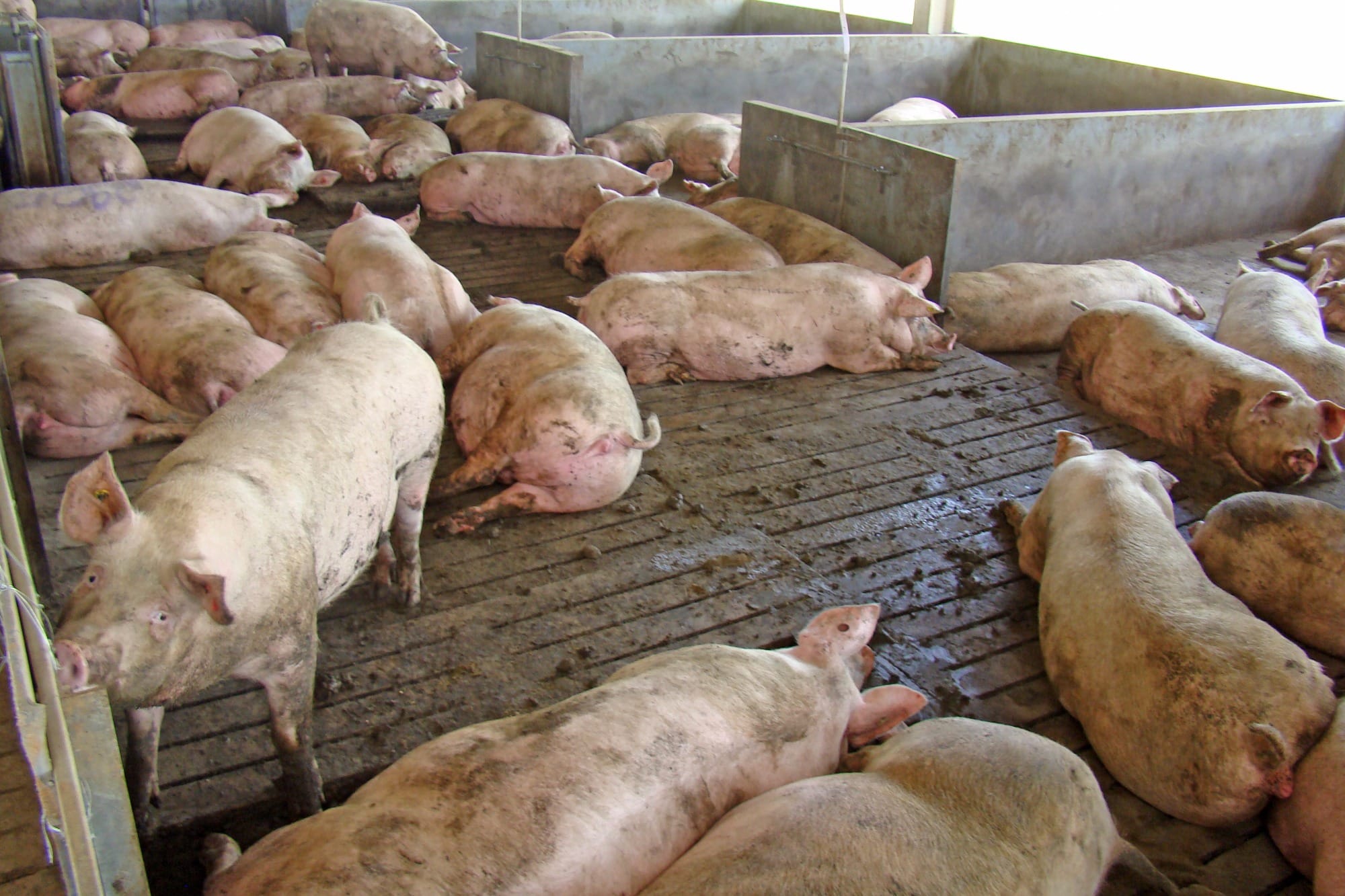 Mercado de suínos deve ter aquecimento no curto prazo