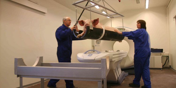 TN70 desenha novos cenários para a genética suína mundial