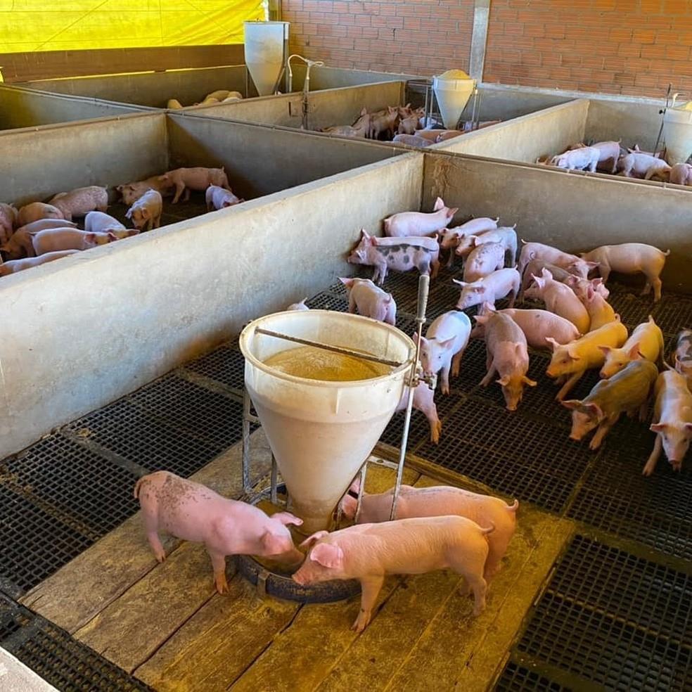 Diarreia nutricional em suínos