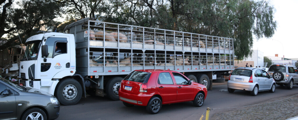 200 mil aves e 7 mil suínos represados nas propriedades devido à greve na Aurora