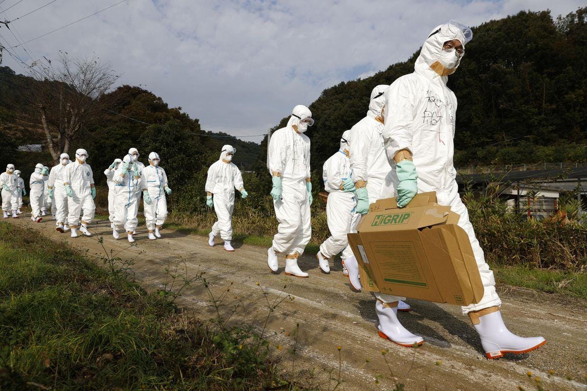 Japão relata o primeiro surto de gripe aviária da temporada, abatendo 143.000 galinhas