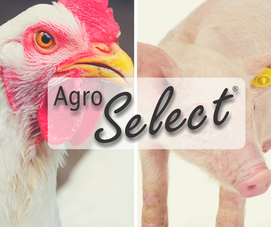 Com sistemas de bebedouros, Agro Select é presença na AveSui 2018