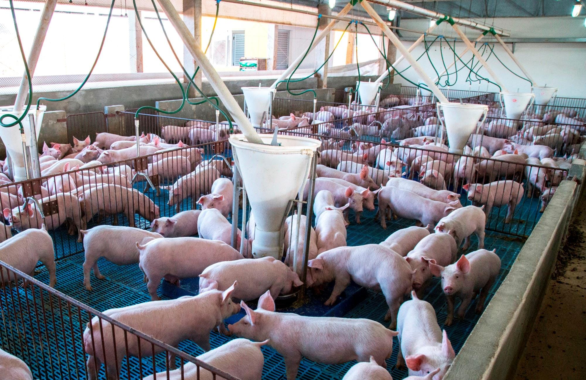 Agroceres PIC lança nova versão de seu Guia de Crescimento