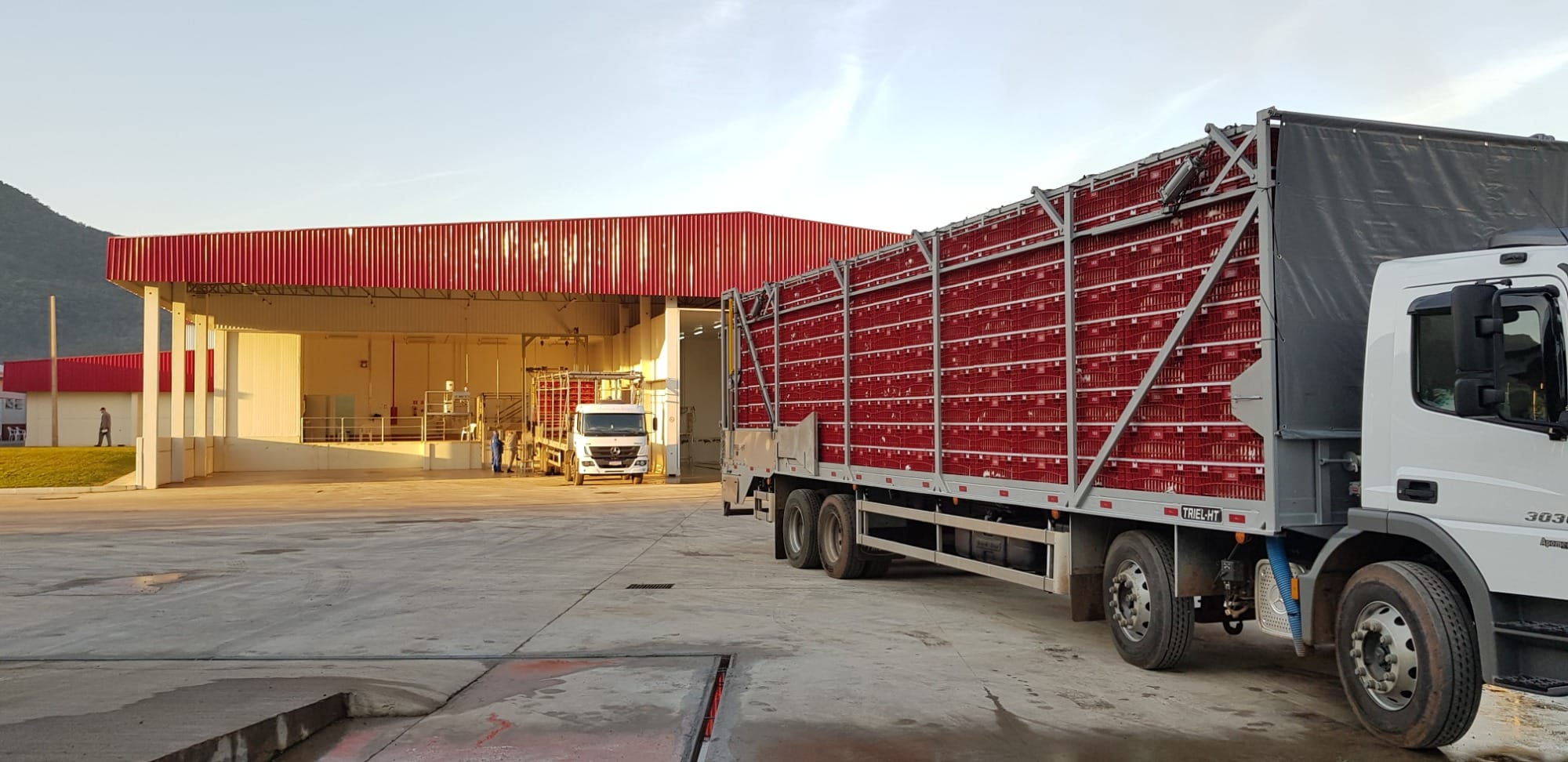 Frigorífico abate o primeiro lote de frangos Dália