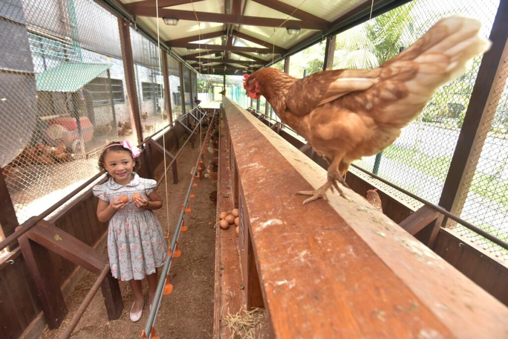 Mantiqueira instala galinheiro dentro de mercado no Rio de Janeiro