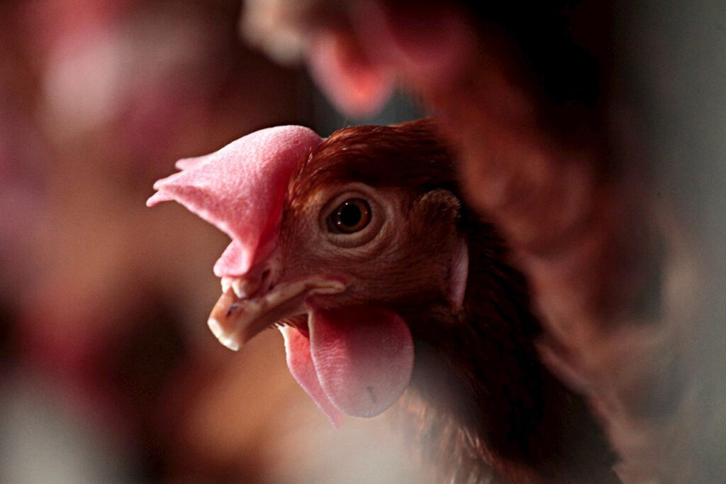 Diagnóstico da Expedição Avicultura chega ao Nordeste brasileiro