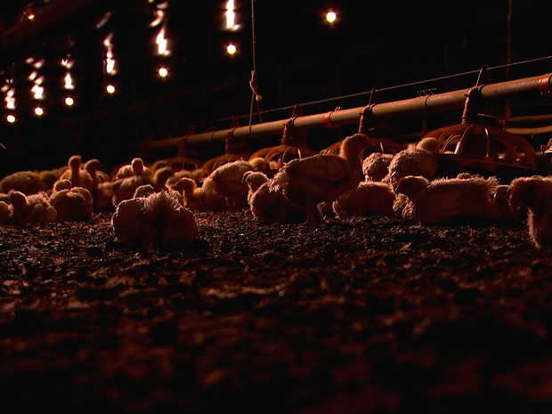 Avicultores apostam em “granja dark” para aumentar produtividade