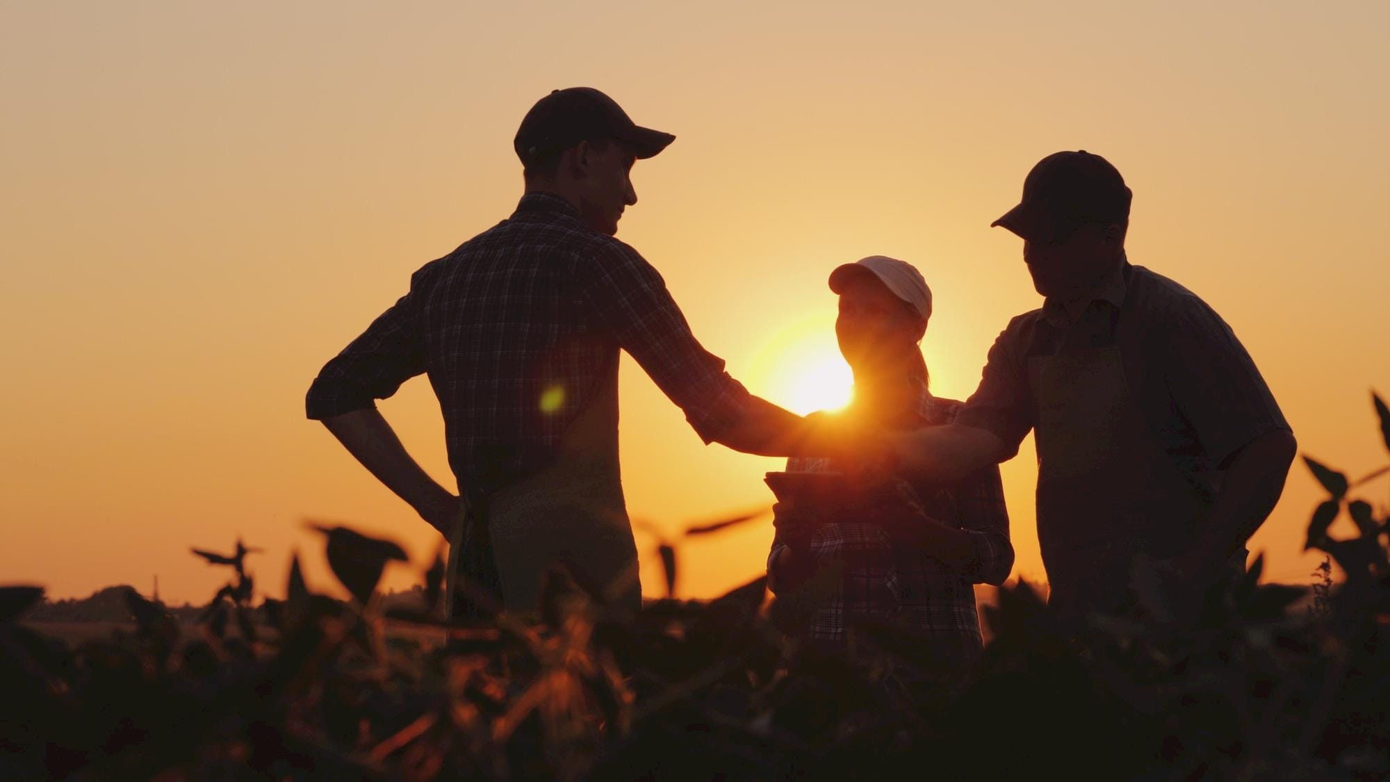 Agricultura estima Valor Bruto da Produção Agropecuária em R$ 1,103 trilhão