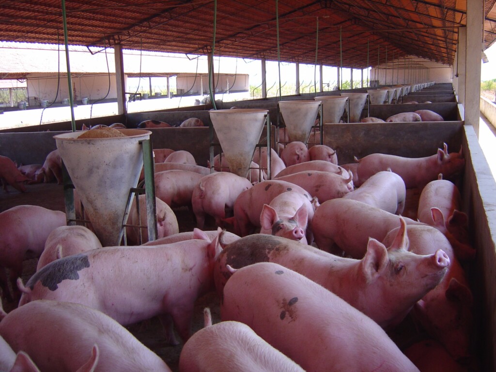 Primeira ocorrência de PSA nas Américas acende alerta da suinocultura do Brasil
