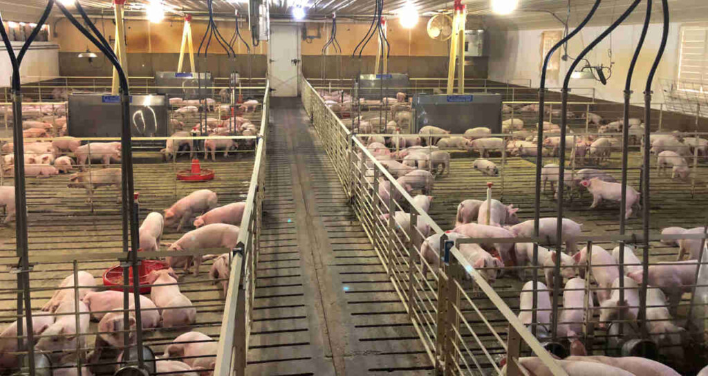 Brasil pede à Rússia maior prazo para cota de carne suína e agilidade em licenças