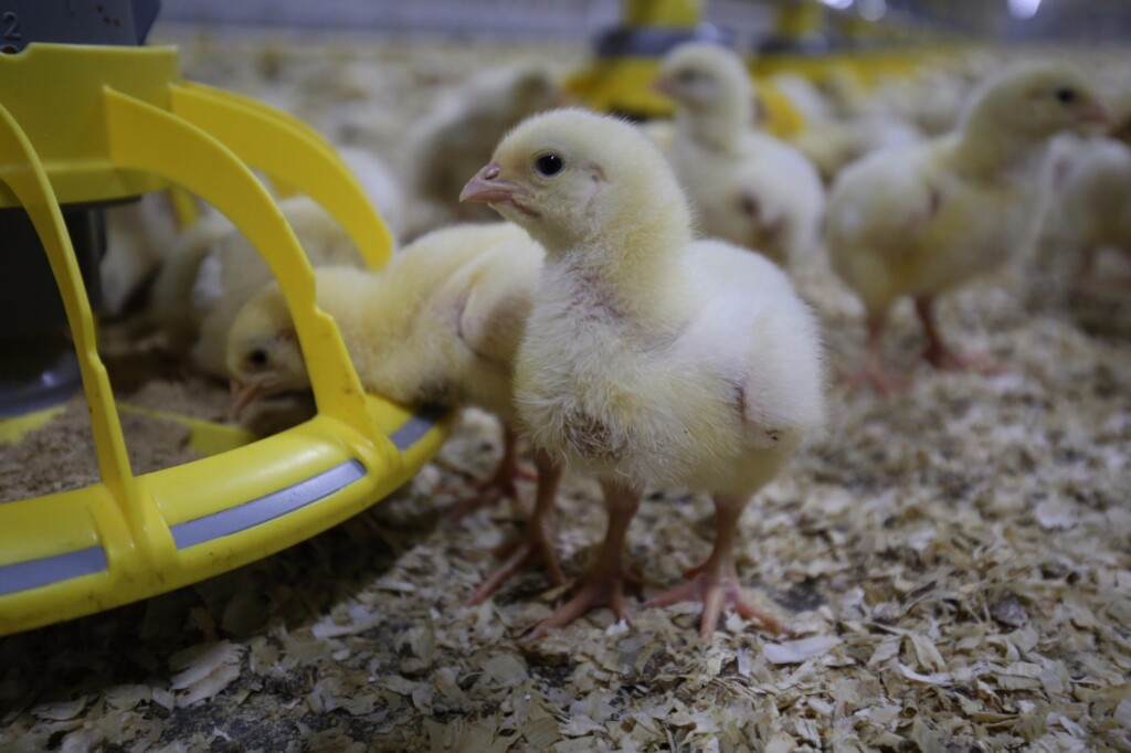 Eficiente, sistema de comedouro considera a conversão de ração e interação animal