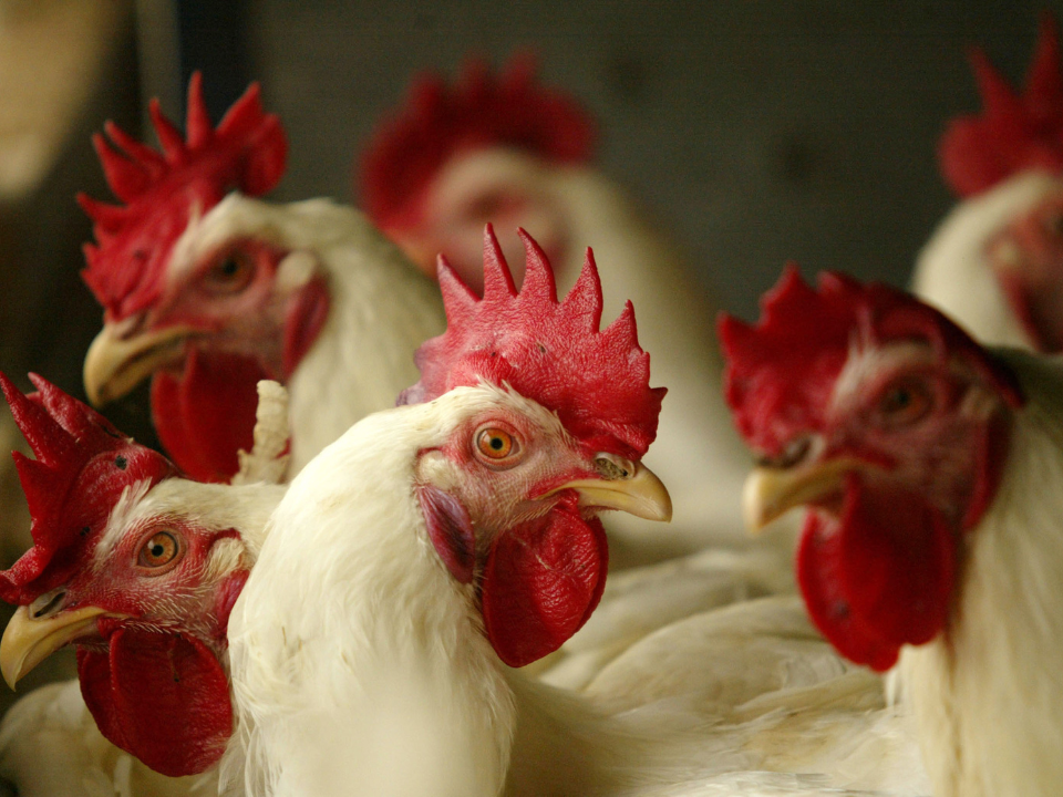 Resíduos de aves serão usados para gerar energia limpa no Reino Unido