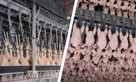 Custo do resfriamento e congelamento – Por Geraldo Lopes Passarelli