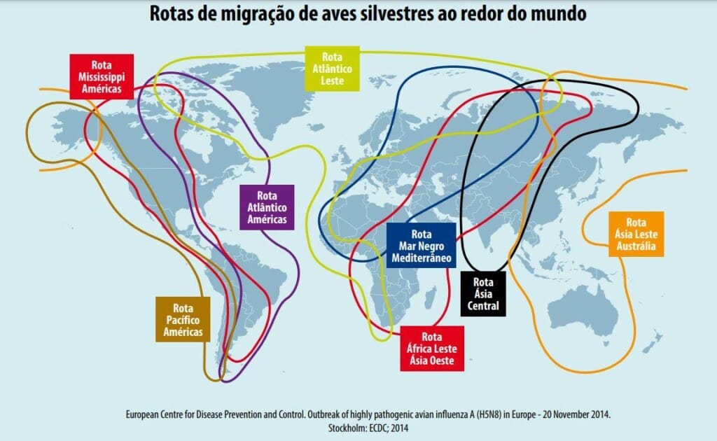 Aves selvagens migratórias carregam vírus da Influenza Aviária e colaboram para disseminação em longas distâncias