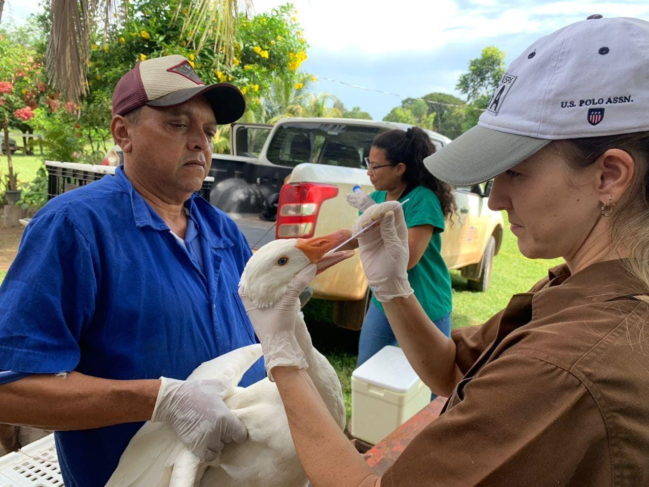 Indea/MT colhe amostras de aves domésticas em rotas de aves migratórias e Brasil continua livre da Influenza Aviária