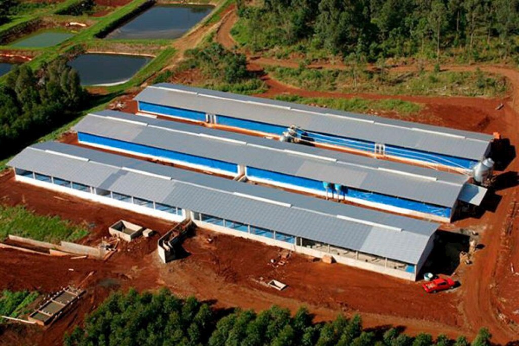 Estruturas pré-moldadas são tendência na produção de suínos e aves