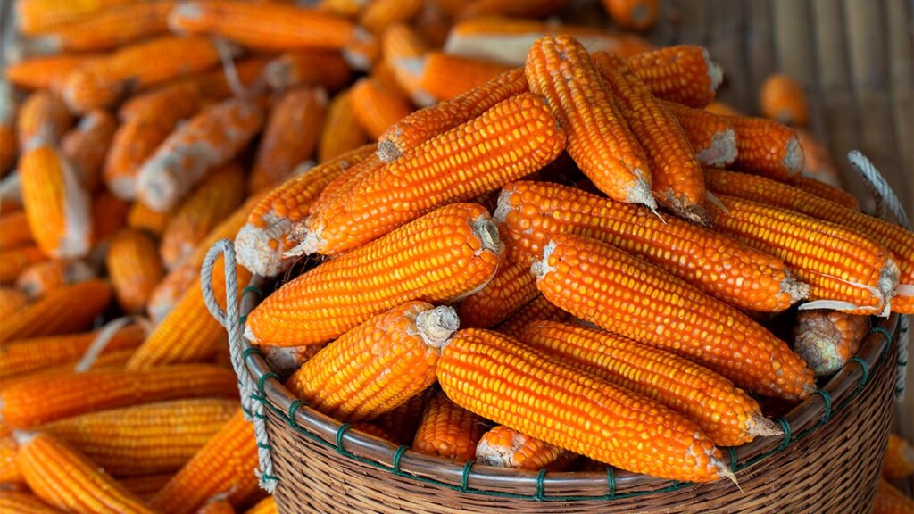 Alternativas ao milho na fabricação de rações para a avicultura