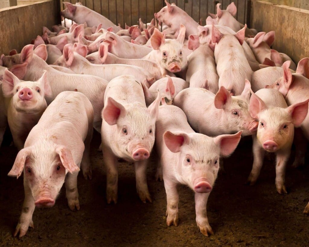 Distribuidores aumentam até quatro vezes o preço da carne suína no México