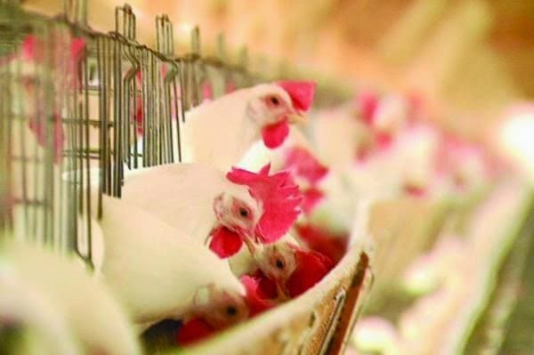 Utilização de enzimas para melhoria da saúde intestinal