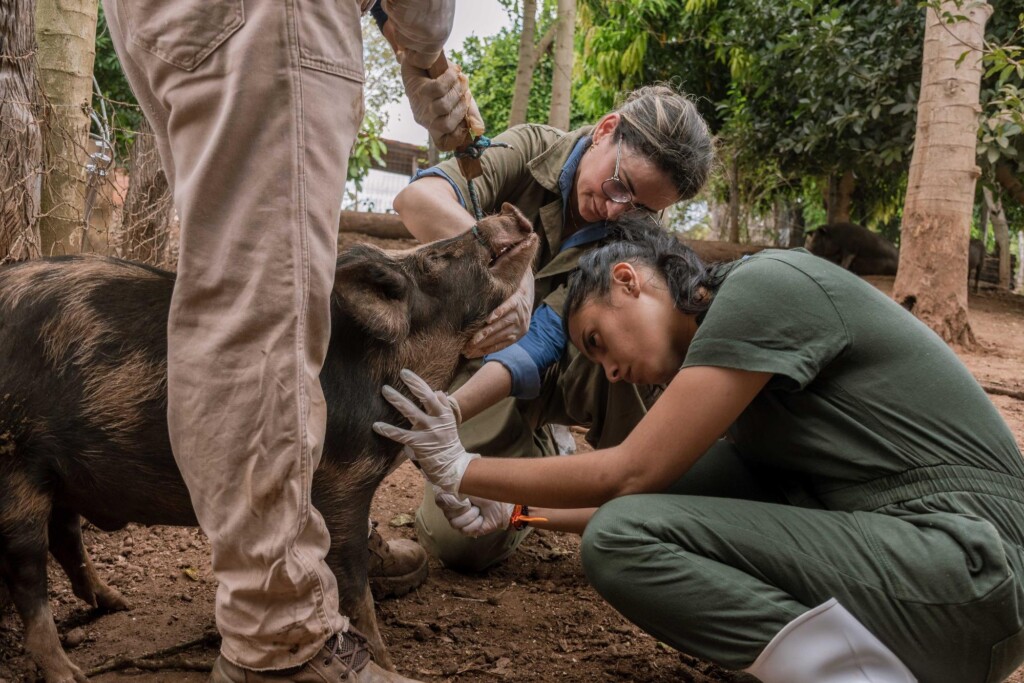 Adapec descarta PSC em propriedades rurais no Tocantins durante ciclo de vigilância sorológica