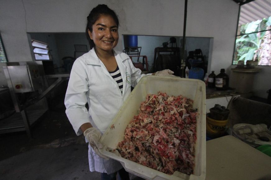 Zootecnista transforma carcaça de pirarucu em ração para poedeiras