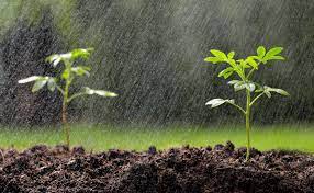 Chuvas beneficiam produção agrícola em diferentes regiões do Brasil