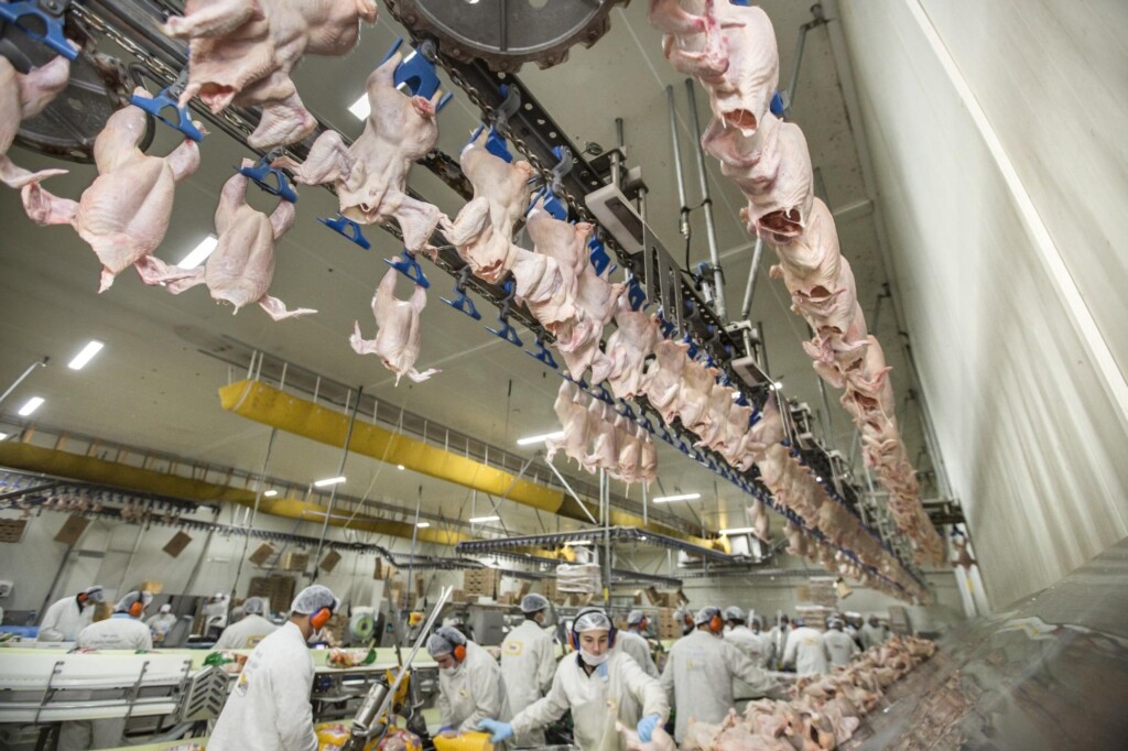 Fatores de risco relacionados com as perdas por celulite em frango de corte