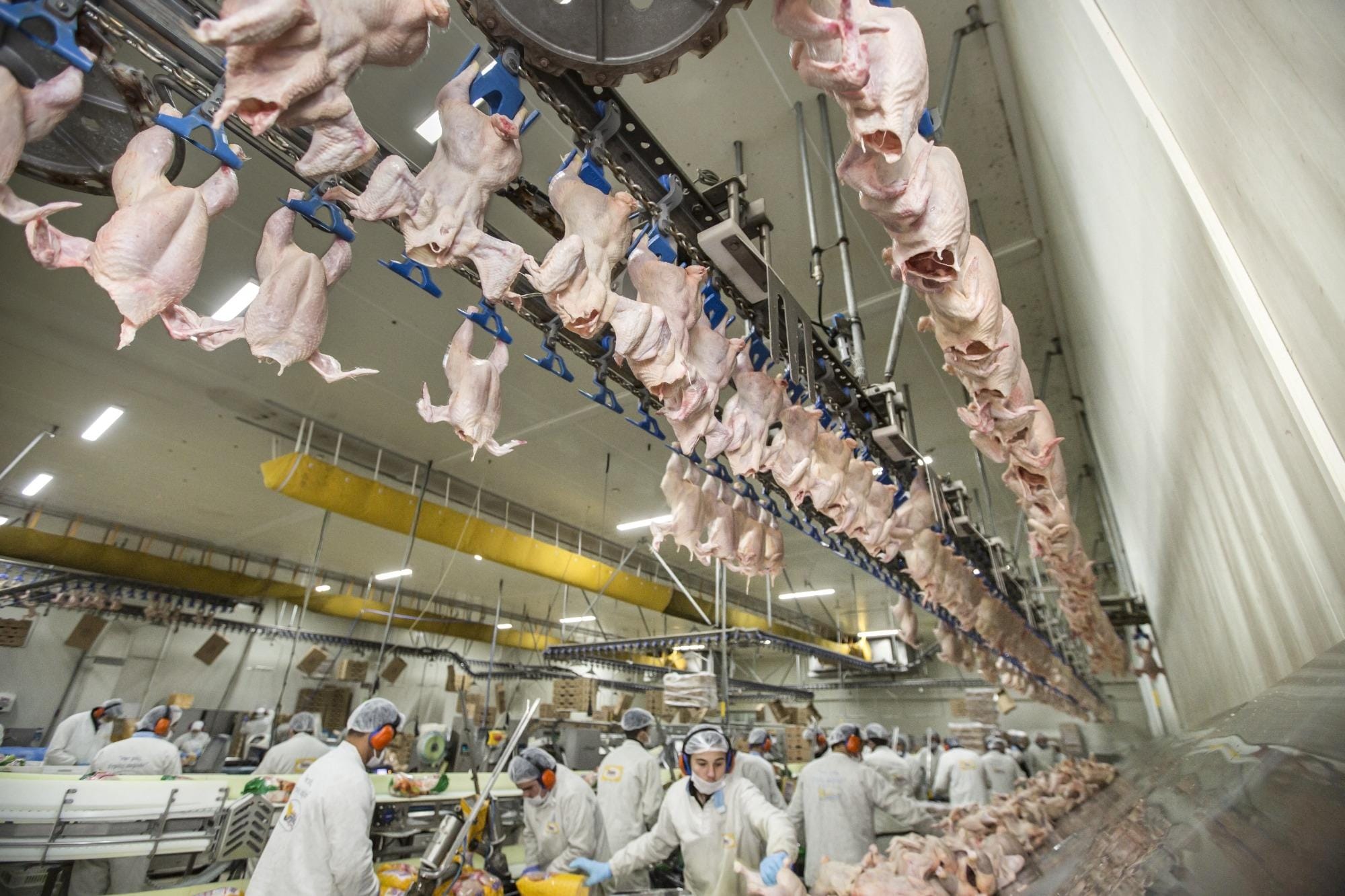 Fatores de risco relacionados com as perdas por celulite em frango de corte
