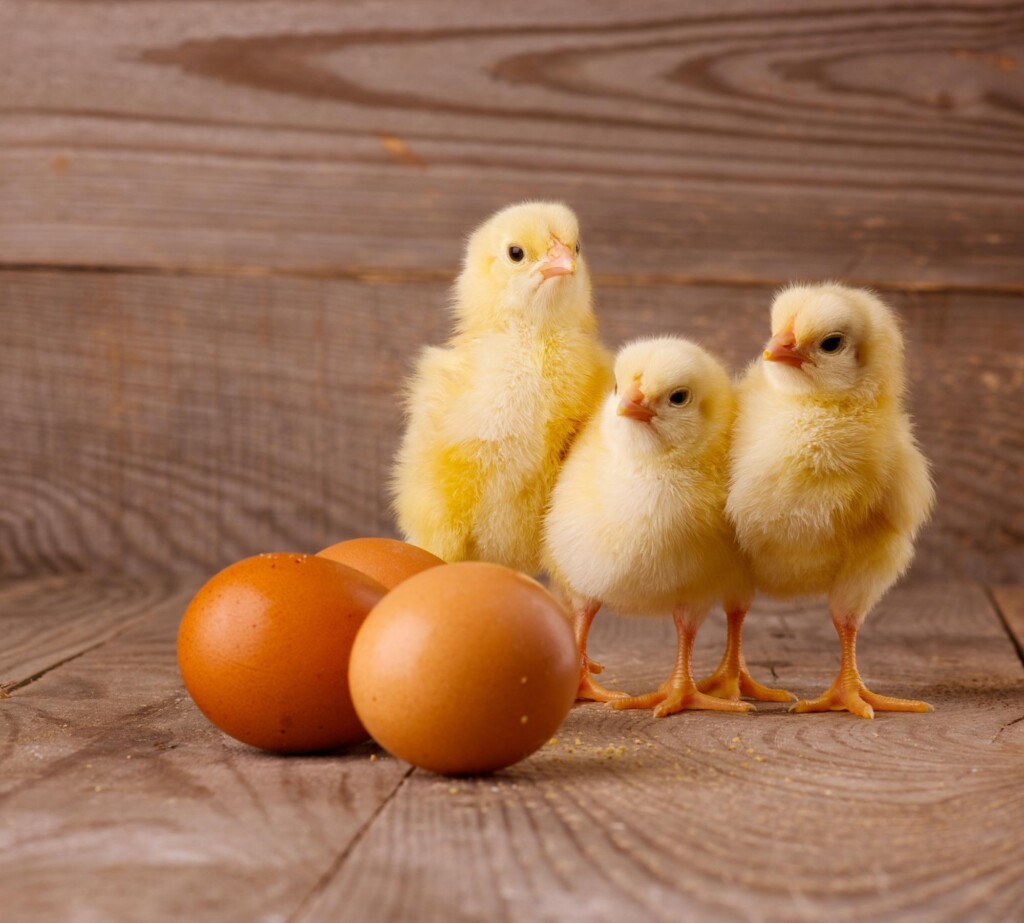 Para fornecer ovos sustentáveis, o Brasil precisa investir em bem-estar animal