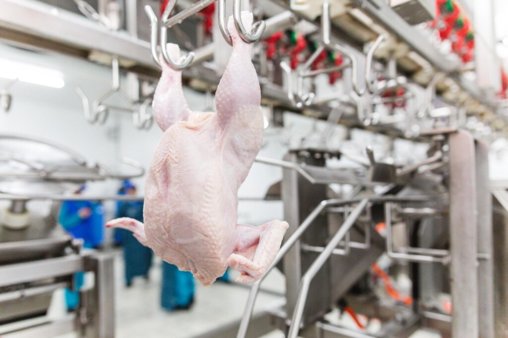 Processos de automação ganham força e frigoríficos se tornam mais tecnológicos