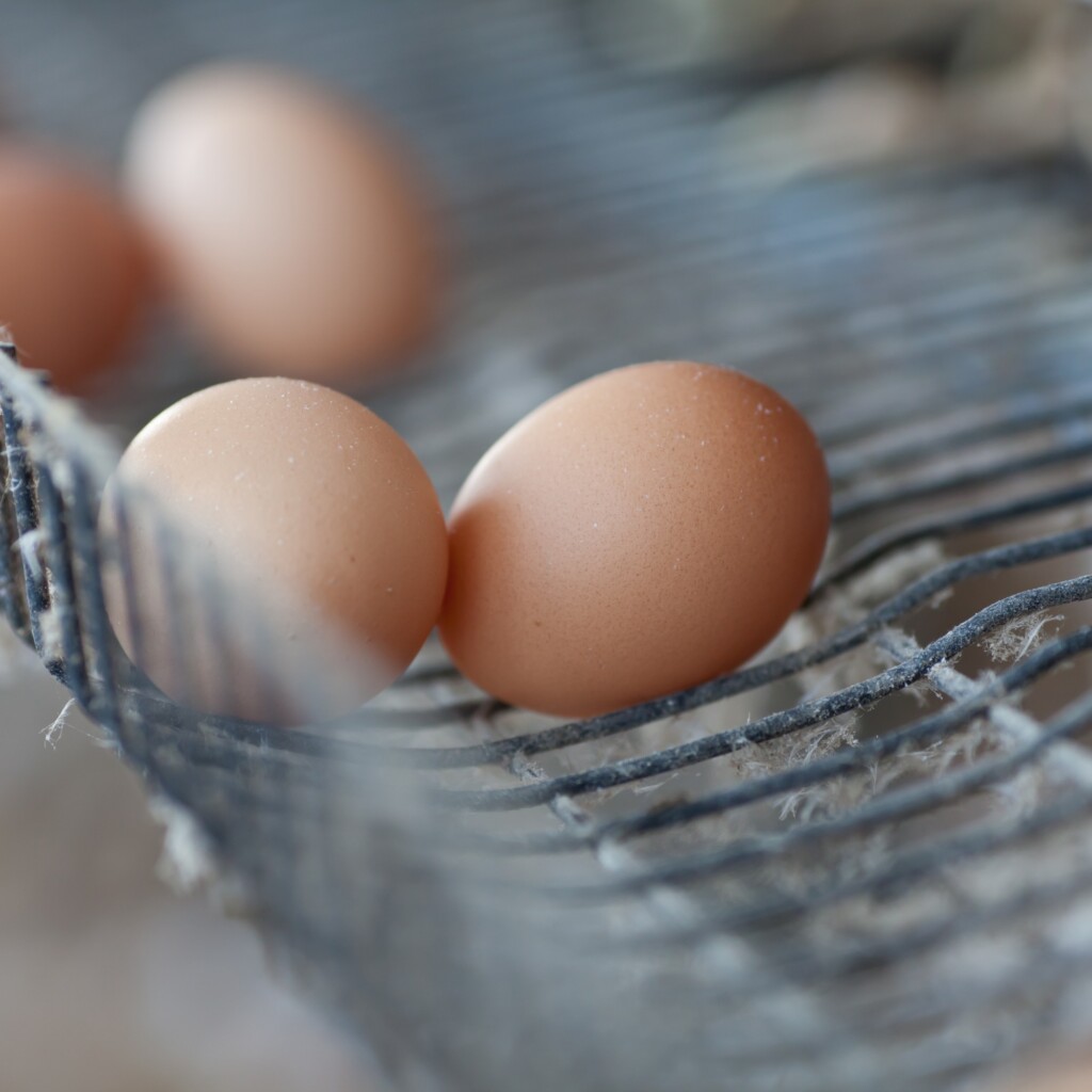Agricultura familiar terá regras facilitadas para incentivar formalização da atividade