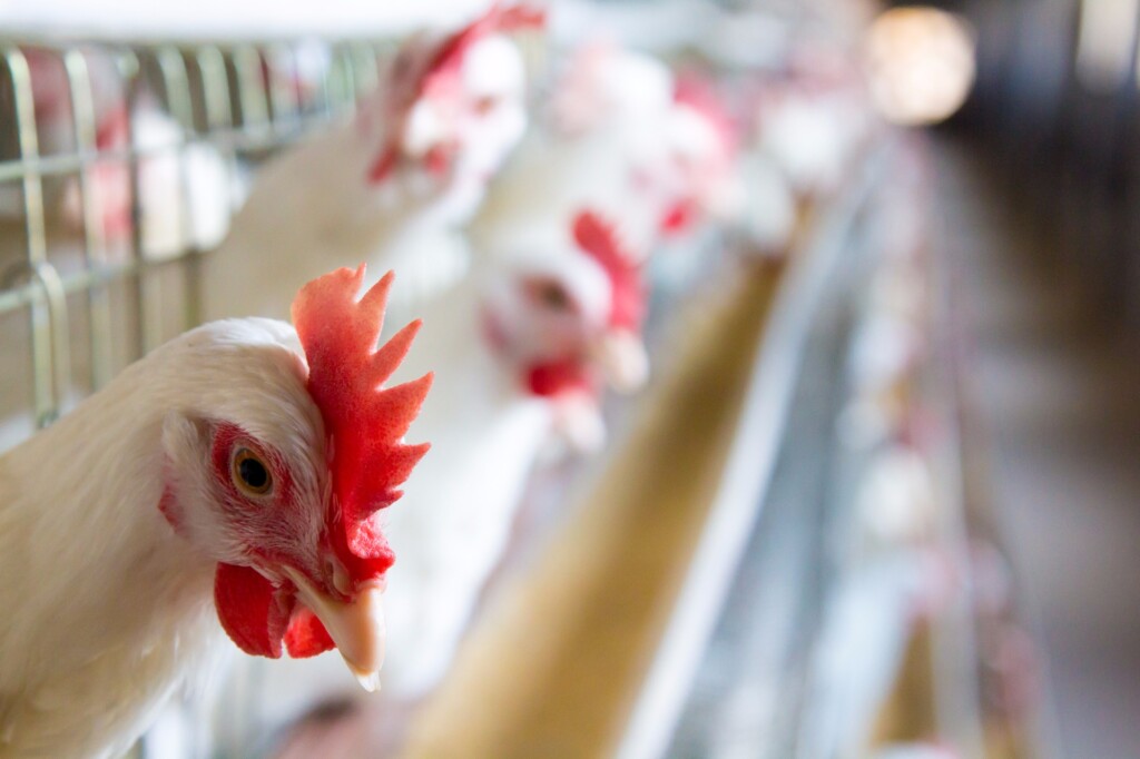 Produção de ovos de galinha aumenta 7,3% no 2º tri de 2016