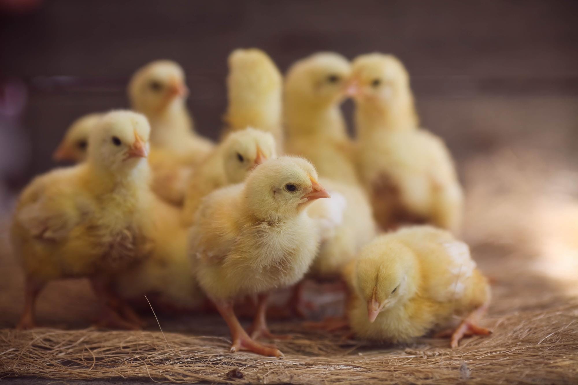 Farelo integral de insetos: matéria-prima que alinha a sustentabilidade ao bom desempenho das aves