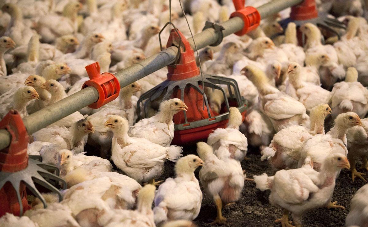 EUA está considerando a vacinação para proteger aves da influenza aviária
