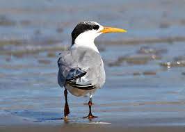 Novos casos suspeitos de influenza aviária são identificados no Espírito Santo