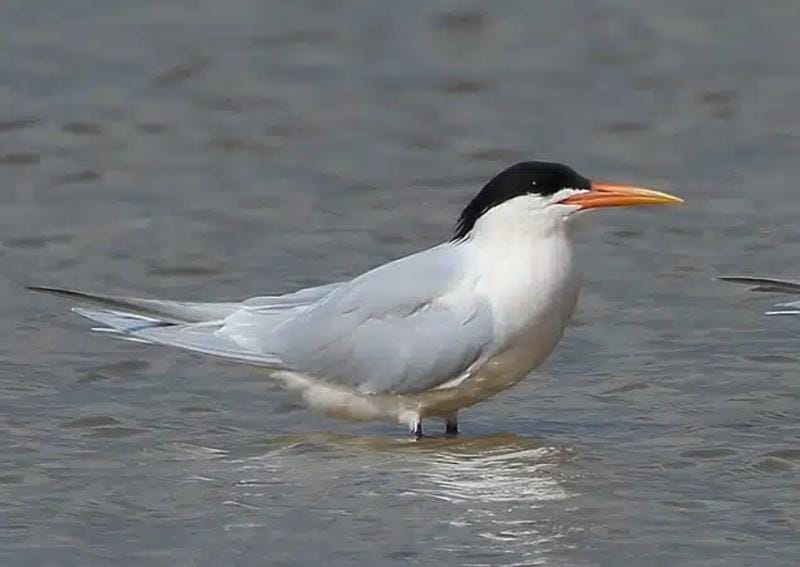 Terceiro caso de gripe aviária é registrado no estado do Rio de Janeiro (RJ)