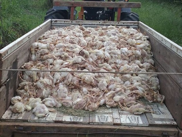 Mais de 5 mil frangos morrem em granja de Itu após queda de energia
