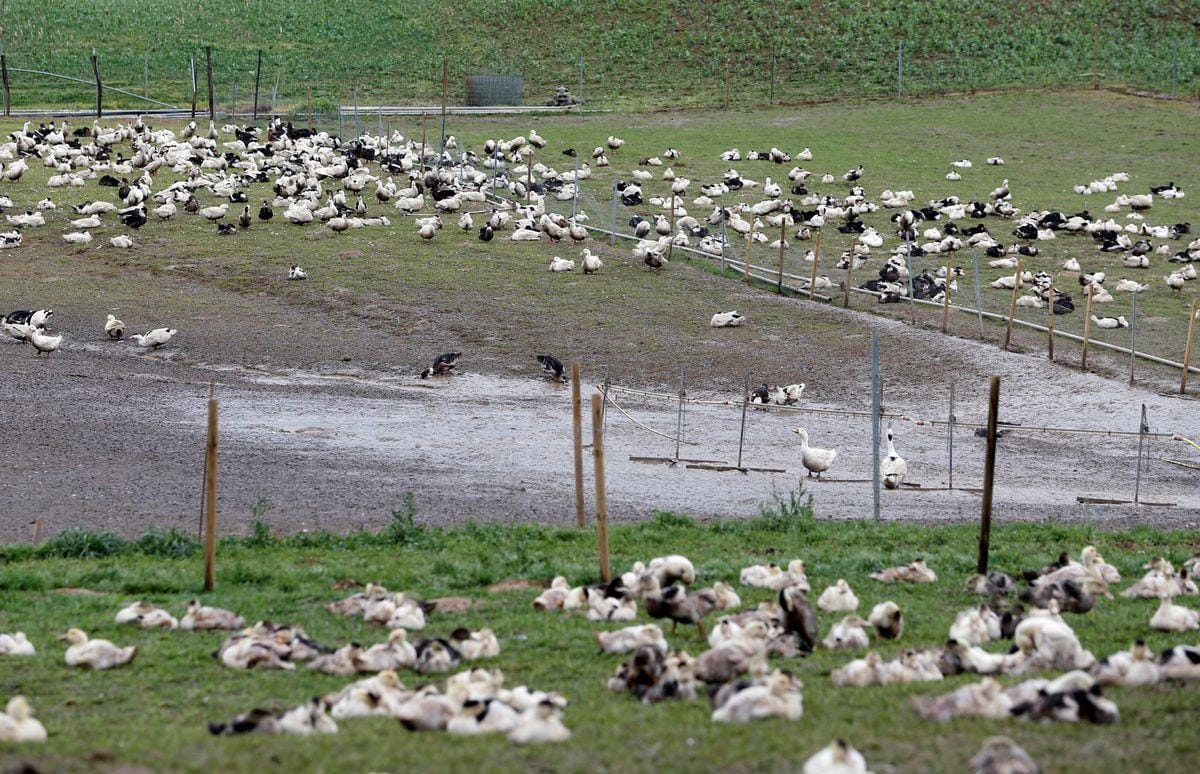 França autoriza abatimento de aves por asfixia para conter gripe aviária