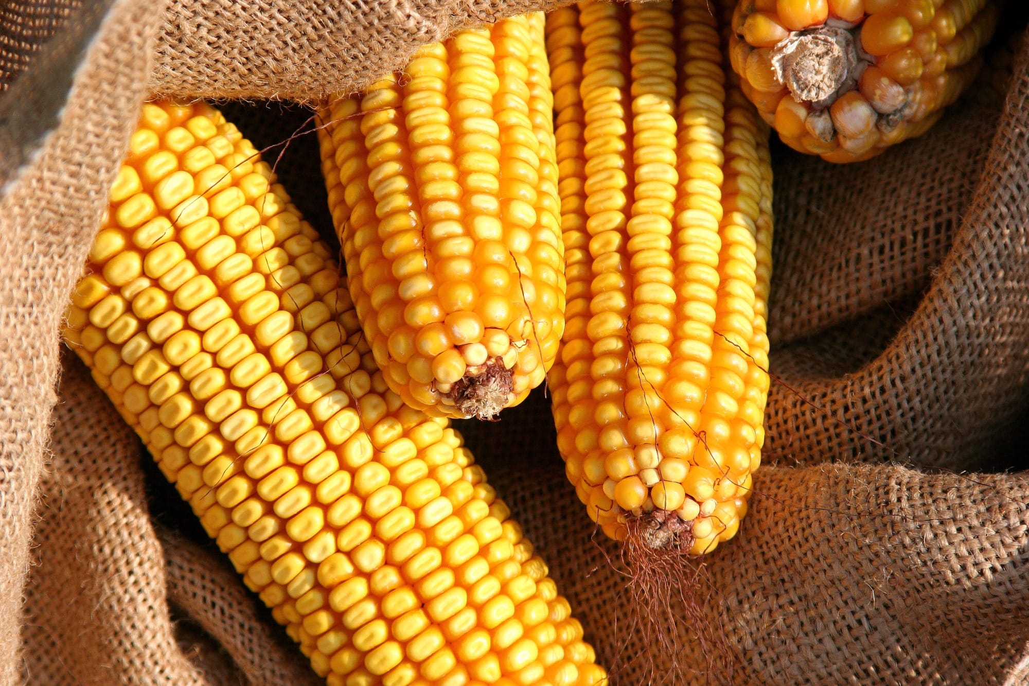 Milho: Indicador volta a subir em São Paulo Milho: Indicador volta a subir em São Paulo