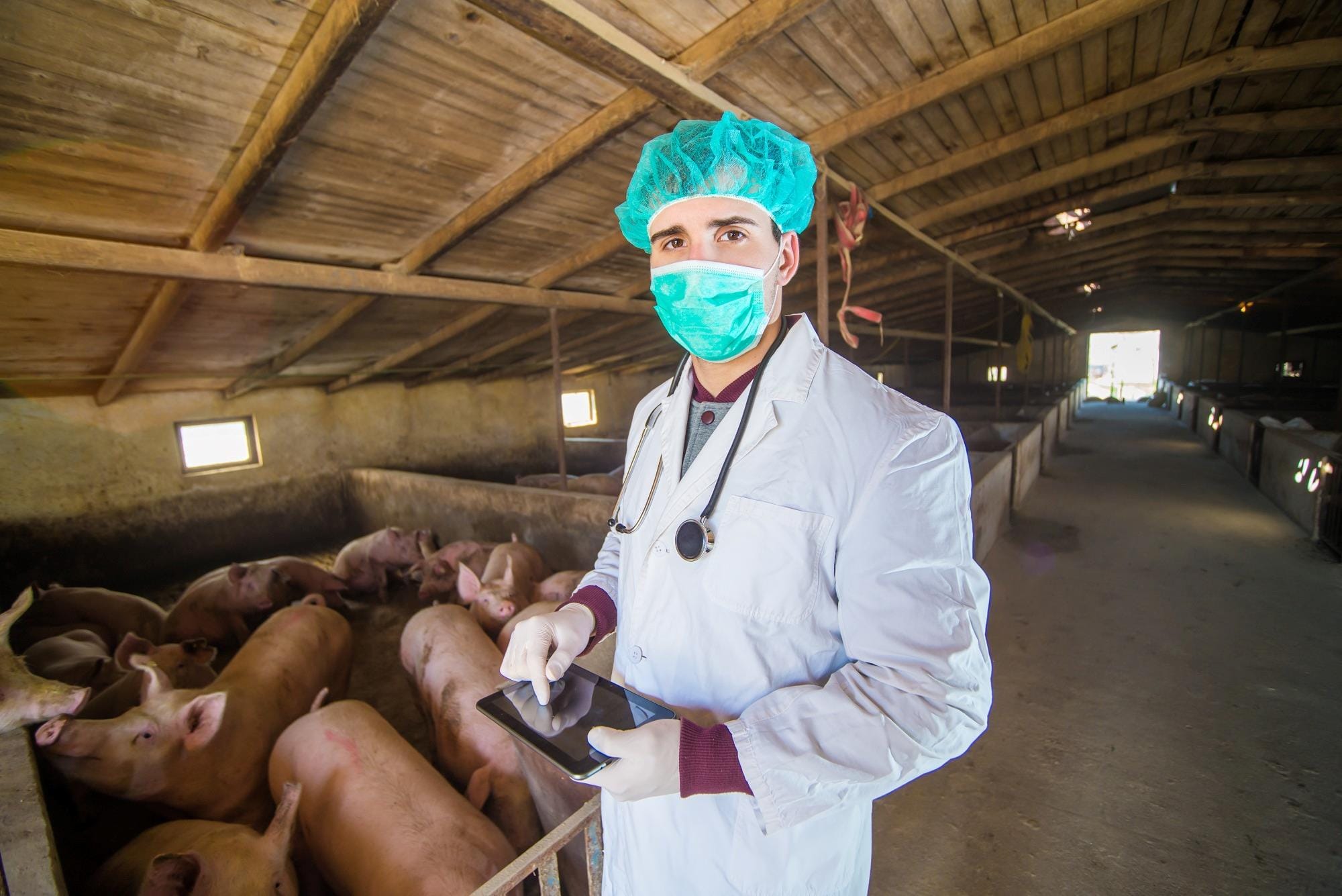 Em produção de suínos, crescimento do mercado de produtos veterinários deve fechar em 10%