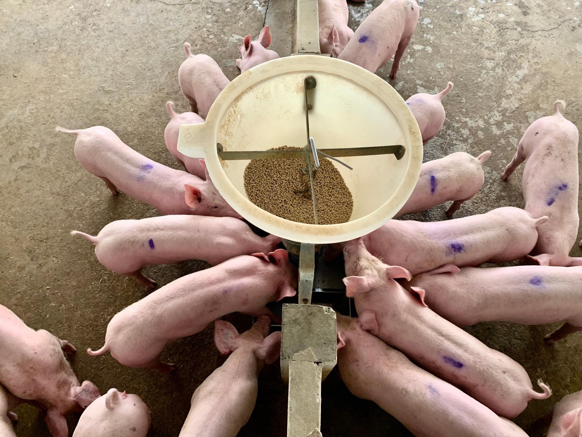 Superdosagem da enzima fitase: avanços na nutrição de suínos e sustentabilidade