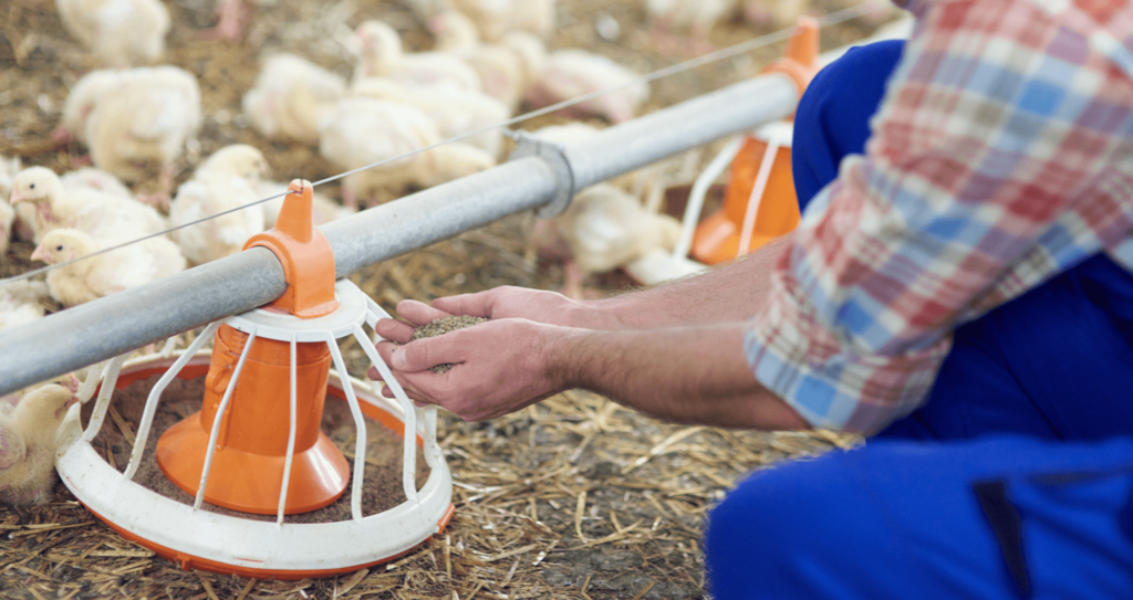 Como dados de sensoriamento ajudam a avicultura de corte