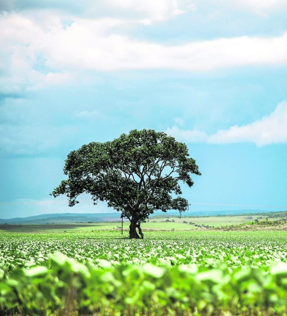 Santa Catarina institui Plano Agricultura de Baixa Emissão de Carbono