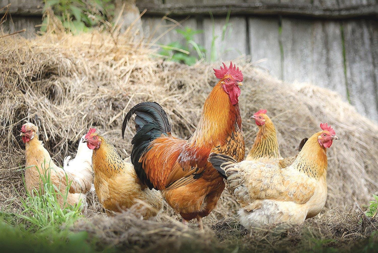 IMA orienta produtores sobre avicultura de pequena escala