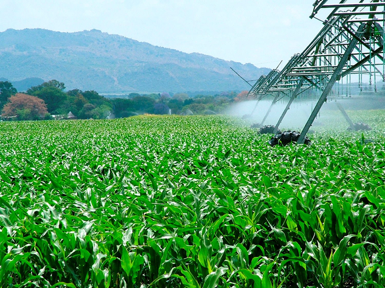 Plantio do milho chega a 75% da área e o de soja a 36% nos Estados Unidos