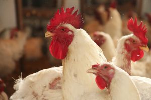 Sanidade avícola é ferramenta para maximização da produtividade